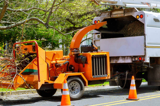 Tree and Shrub Care in Springville, UT